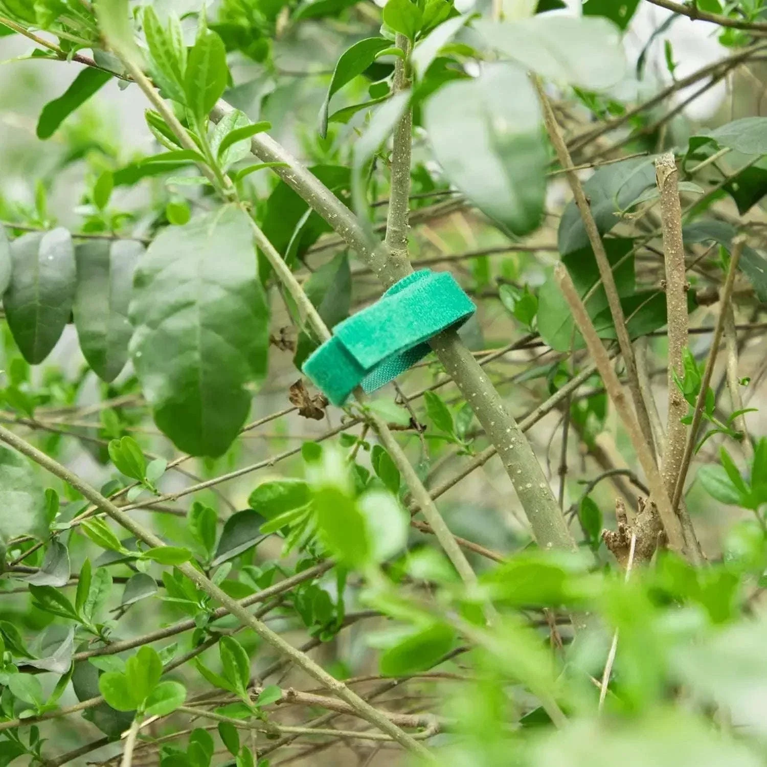 Adjustable Nylon Plant Ties for Gentle Garden Support - Image 12