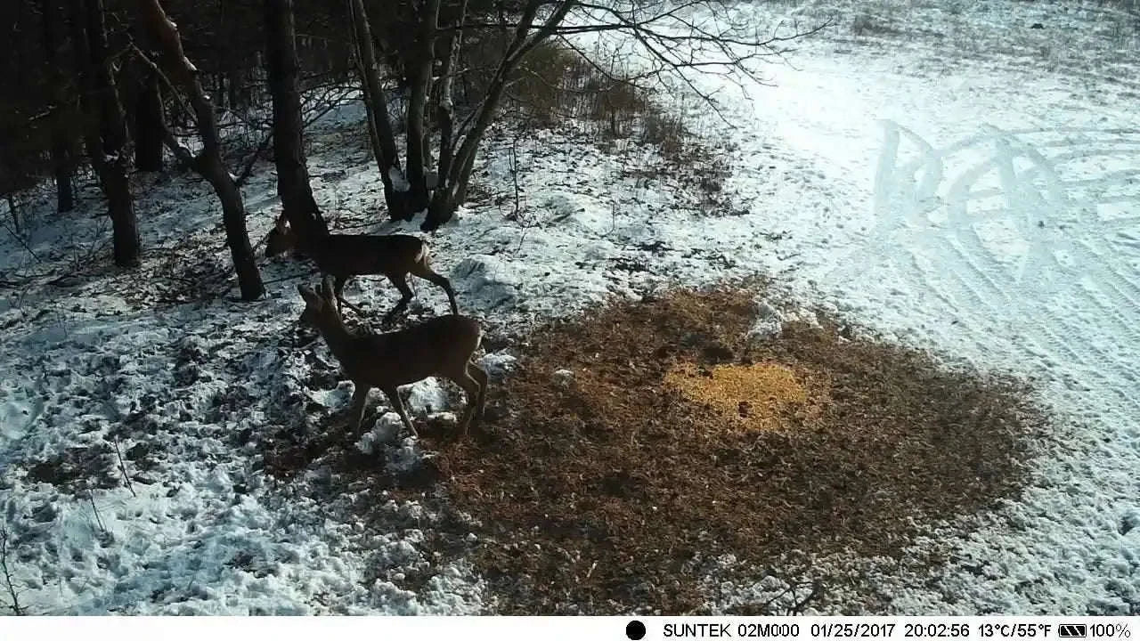 24MP Trail Camera with 1080P Video, Night Vision, IP65 - Image 5