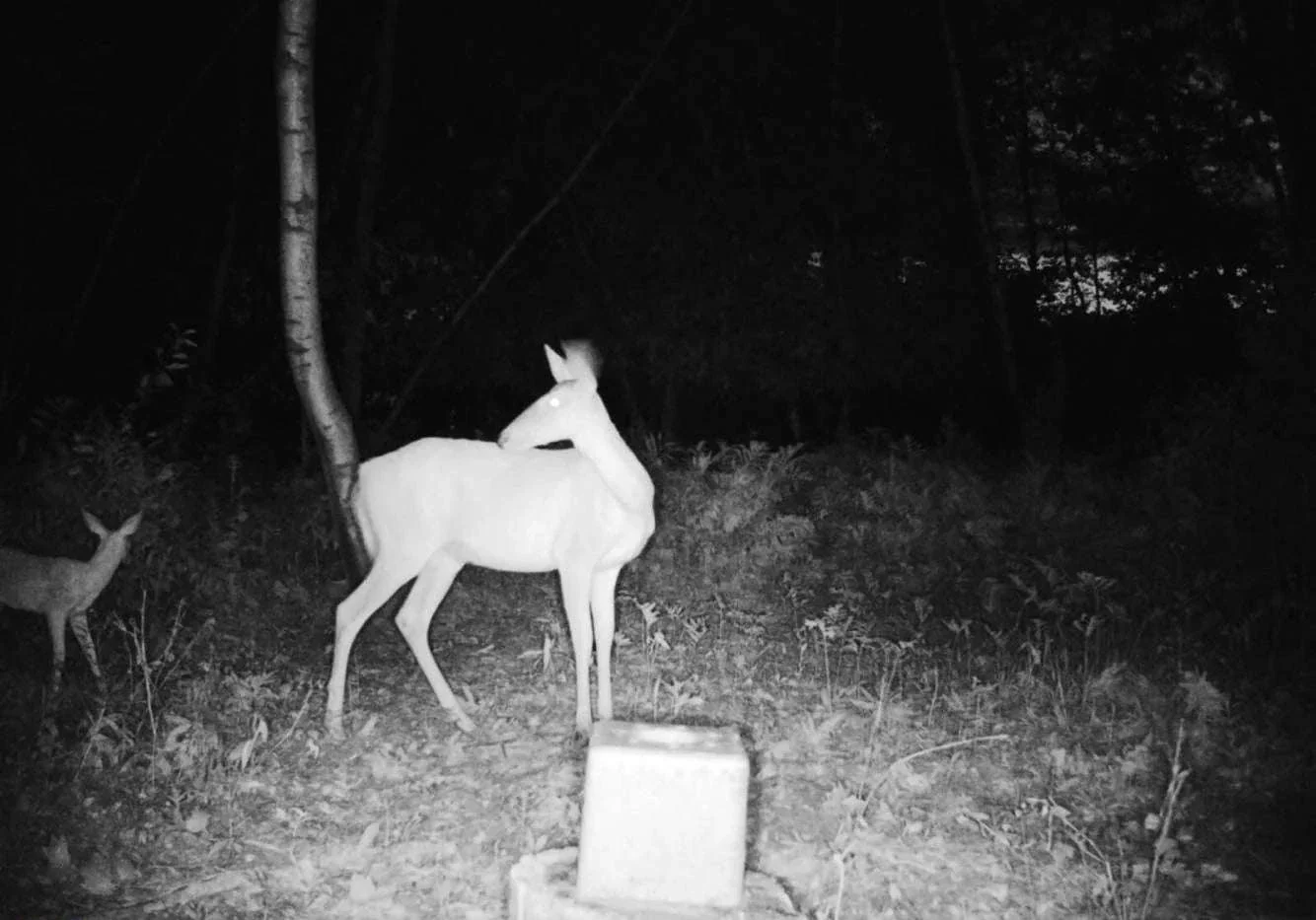 4G Cellular Trail Camera 36MP 1080P Night Vision IP66 - Image 9