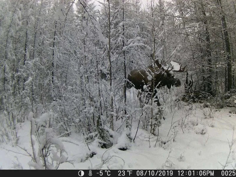 HC801A 20MP 1080P Trail Camera with Night Vision - Image 21