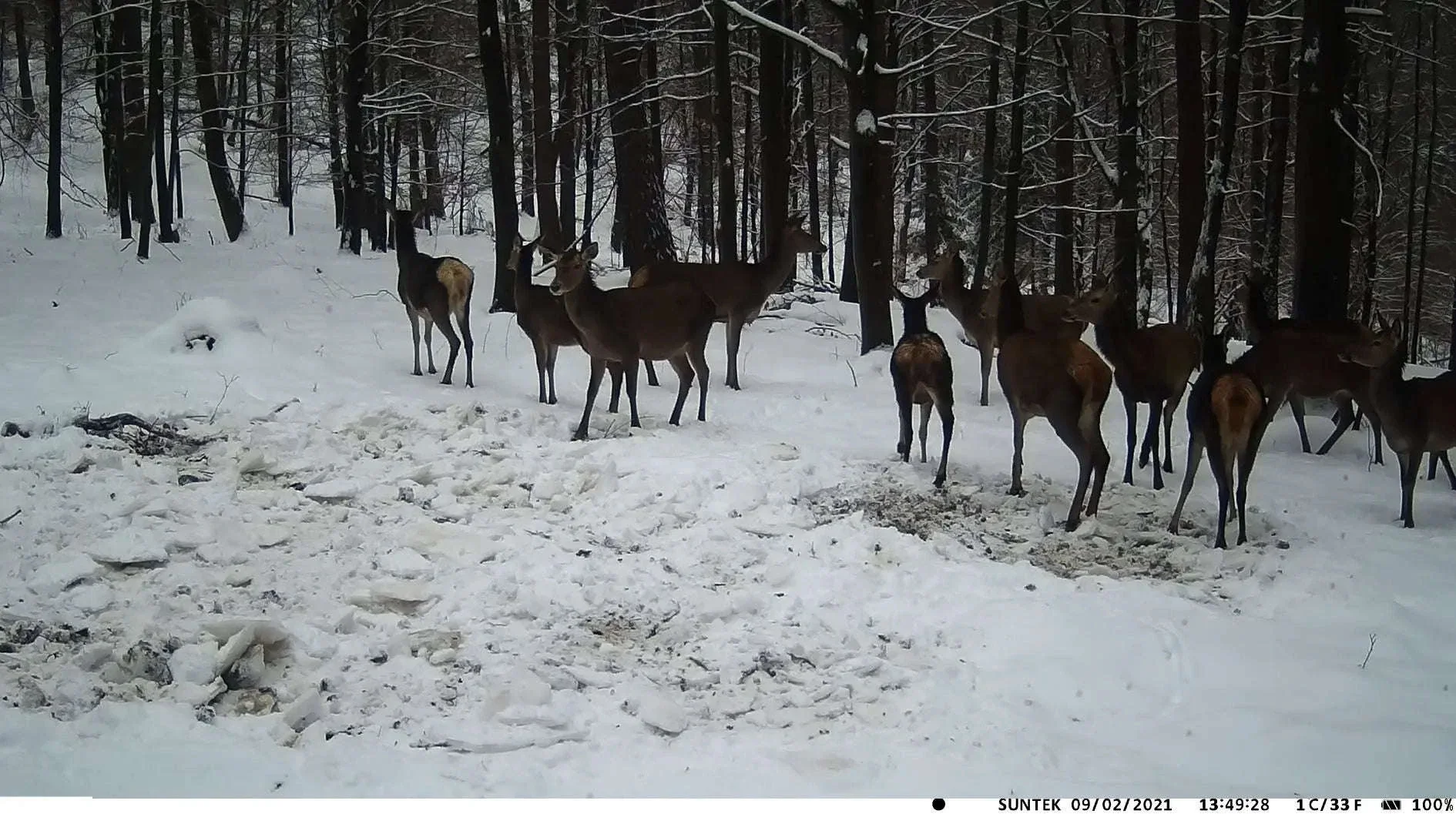 HC900PRO 4G Wireless Trail Camera with Live App and 30MP Night Vision - Image 24