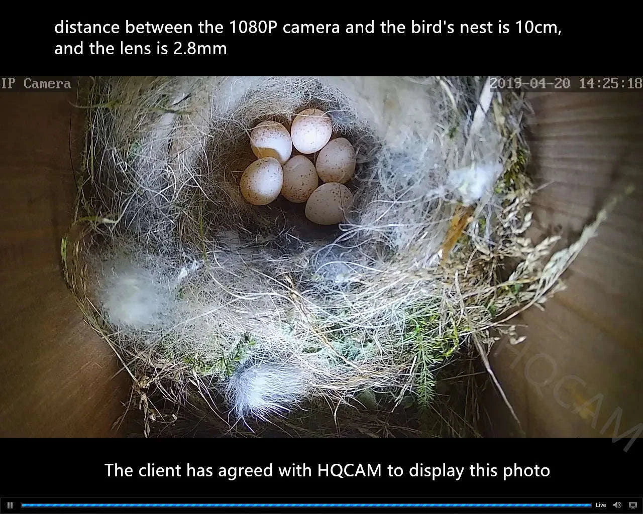 WiFi Bird Box HD Camera Starter Pack 2MP 5MP for Wildlife - Image 21